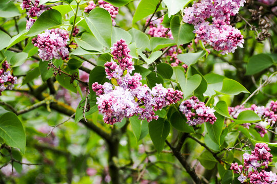 a branch on a lilac tree with small purple flowers with green leaves on a sunny spring day