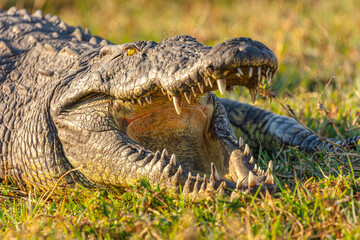 Nile Crocodile (Crocodilus niloticus) resting with open mouth showing its sharp teeth