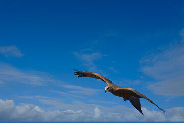 eagle in flight