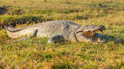 Nile Crocodile (Crocodilus niloticus) resting on grassland with open mouth showing its sharp teeth