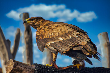 perched eagle 