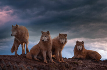 Arctic Wolfs © photoseller92