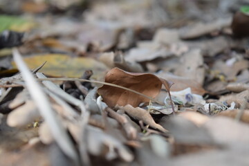 Dry autumn leaves 
