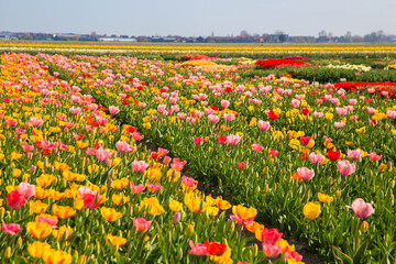 Obraz premium Blooming tulip fields.