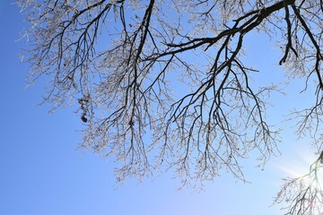 Fototapeta na wymiar Icy treebranches against a clear blue sky