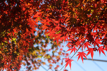紅葉 赤い もみじ 和風 日本庭園 幻想的 きれい 美しい