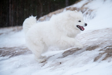 Obraz premium Samoyed white dog is running on snow beach in Latvia