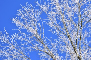 Icy treebranches against a clear blue sky