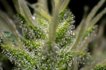 Tricomas del cannabis 