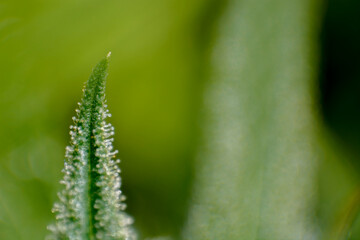 Tricomas del cannabis 