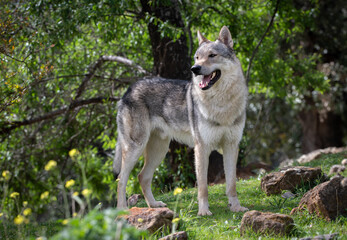 Young male Czechoslovakian wolf dog portrait. Outdoors.