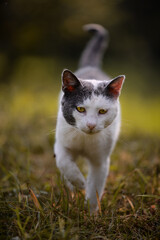 Naklejka na ściany i meble a black and white cat walking trough the garden near the forest