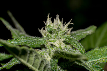 Tricomas del cannabis 