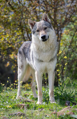 Naklejka na ściany i meble Young male Czechoslovakian wolf dog portrait. Outdoors.