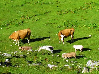 Fototapeta premium Cows and pigs on a pasture with a cow and pig staring at each other