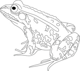 Naklejka premium hand drawn frog
