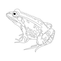 Fototapeta premium Frog. Drawing of a frog in black and white. Frog coloring book.