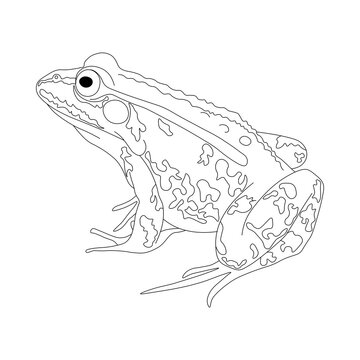 Frog. Drawing of a frog in black and white. Frog coloring book.