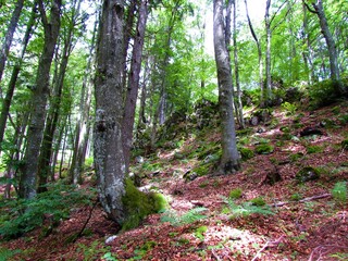 Fototapeta premium Beautiful temperate, deciduous, broadleaf common beech forest in Slovenia