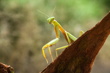 All The Stories about graceful praying mantis