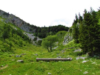 Alpine meadow bellow Ratitovec in Slovenia with a wooden livestock trough