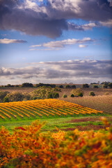 Overlooking vineyards at McLaren Vale, South Australia