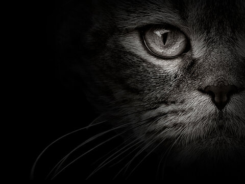 dark muzzle cat close-up. front view