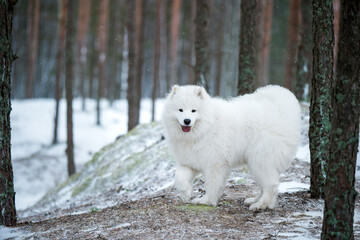 Samoyed white dog is sitting in the winter forest