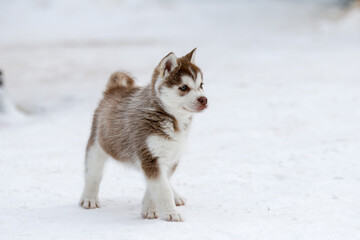 Cute husky puppies, felt boots in the snow and husky puppy, winter card with puppies © areporter