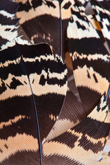 Detail of a bustard feather. BUSTARD - AVUTARDA (Otis tarda)