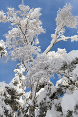 one tree covered with snow in winter with blue sky
