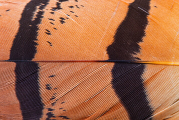 Detail of a bustard feather. BUSTARD - AVUTARDA (Otis tarda)