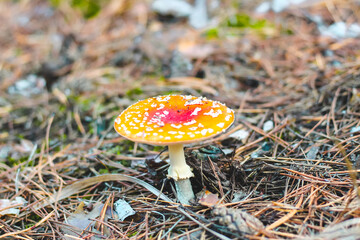 Poisonous mushroom amanita with a red cap in the forest..Fly agaric danger to mushroom pickers