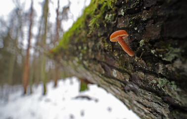 Winter forest mushrooms