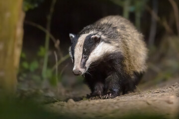 European badger foraging at night