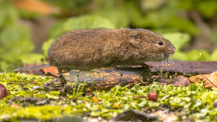 Field vole natural environment