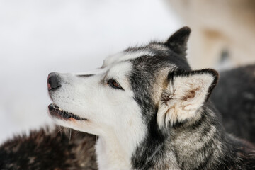 Portrait of a Siberian husky, friendship forever. Pet. Husky