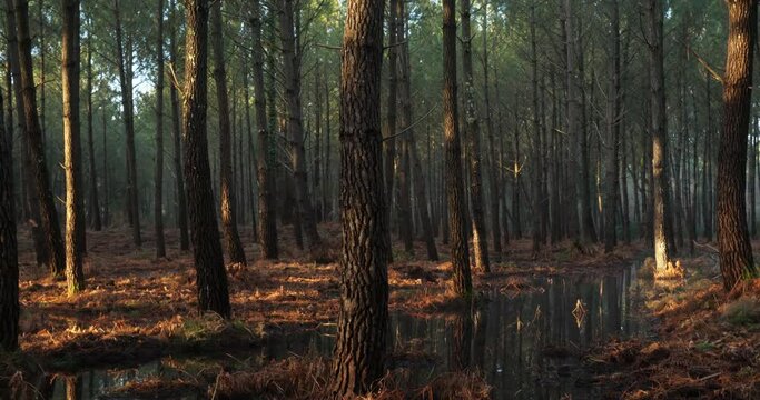 Coniferous trees in the Landes forest. Nouvelle Aquitaine, France.