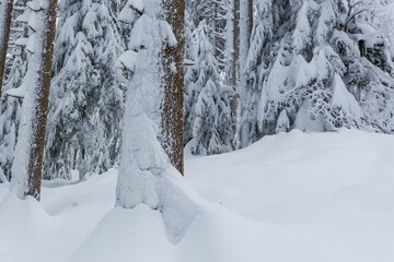 snow covered trees of forest in winter landscape