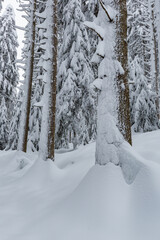 snow covered trees in winter forest