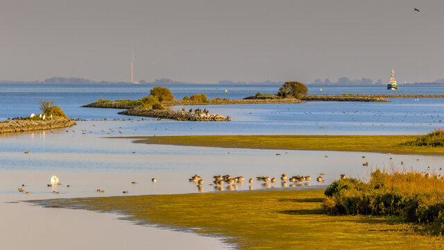 Nature scene with lots of birdlife in Haringvliet