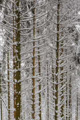 snow and ice covered tree trunks in winter forest