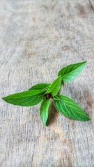 sweet basil on wooden background. 
It is commonly used as an ingredient in Thai food.