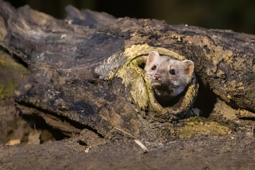 Stone marten on tree trunk