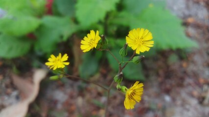 grass flower on green leaf background 
