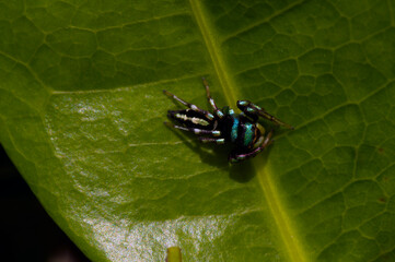 A colorful small spider on the green leaf