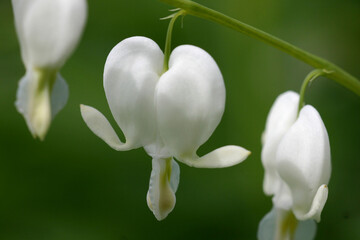 bleeding heart valentine's day  love