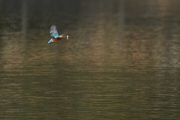 Fototapeta na wymiar common kingfisher in flight