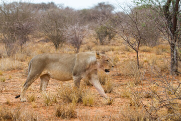 Young male lion walking in Erindi Private Game Reserve in Namibia