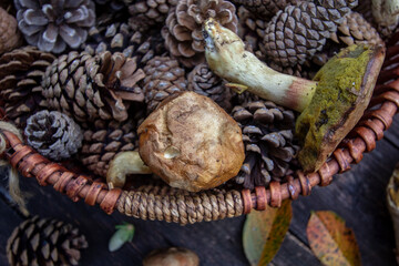 mushrooms and pine cones in a basket